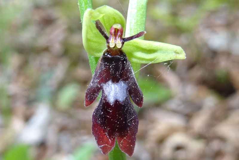 Ophrys insectifera subsp. insectifera